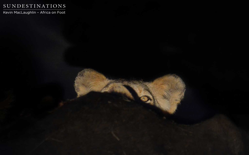 Lion's head peeking over the carcass