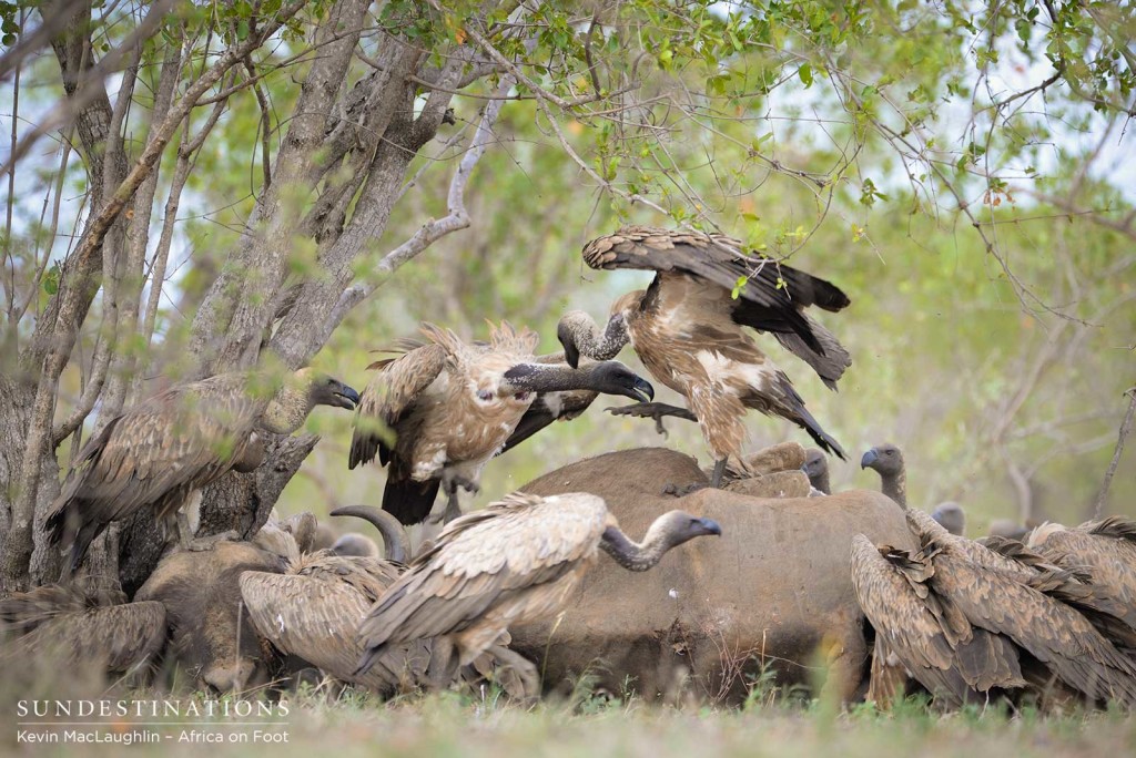 Vultures on the carcass