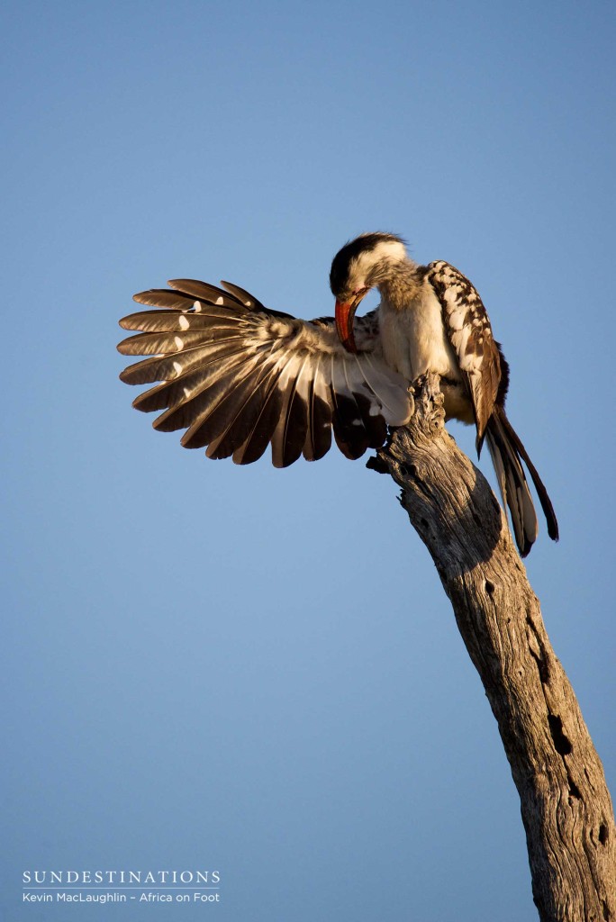 Red-billed hornbill preening