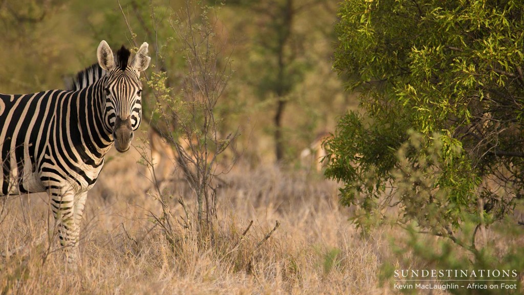 Zebras and other bulk grazers are facing a struggle