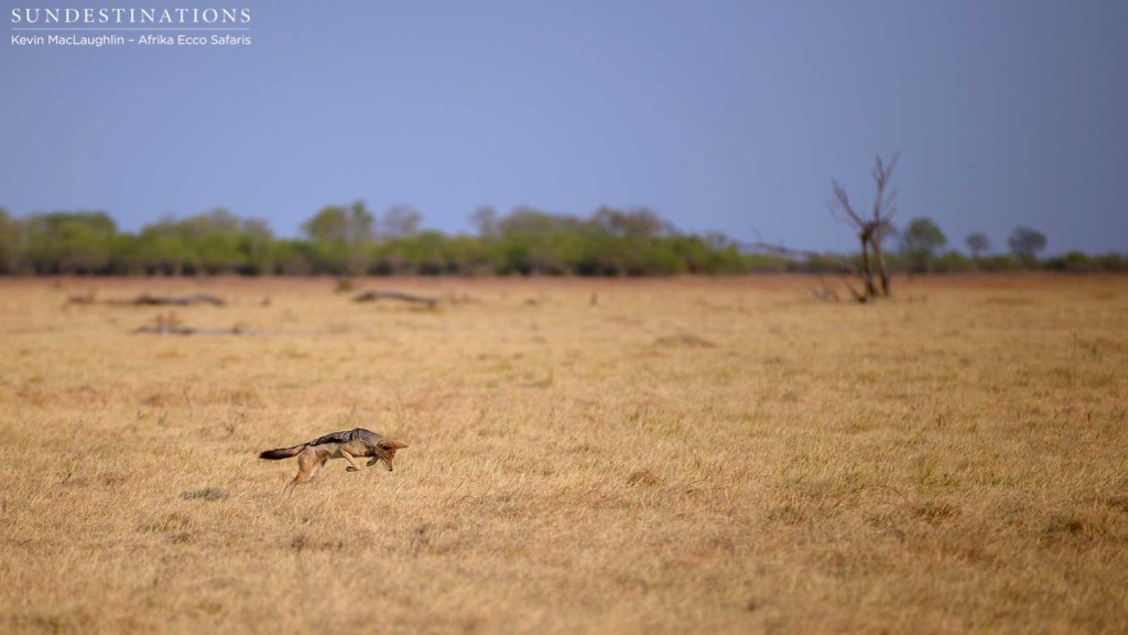 Pouncing black-backed jackal on Savute plains