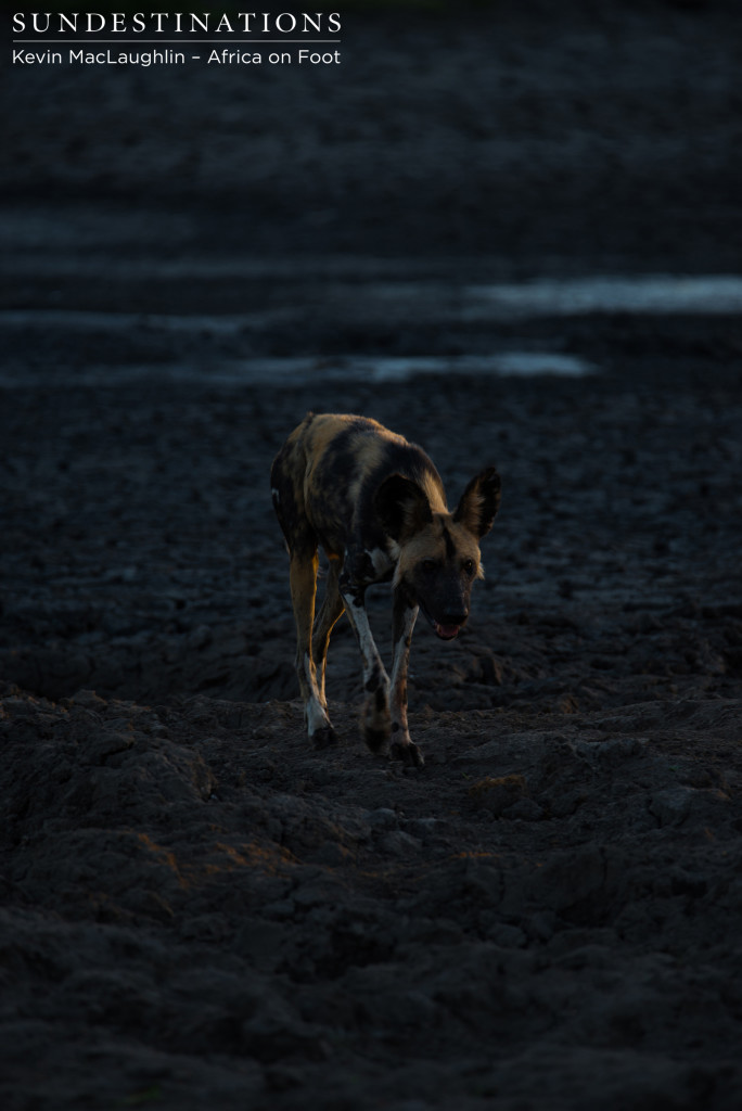 Wild dog in first light