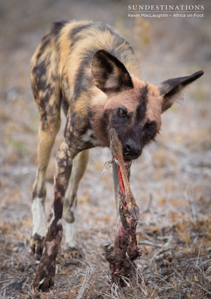 African wild dog and his piece of the pie