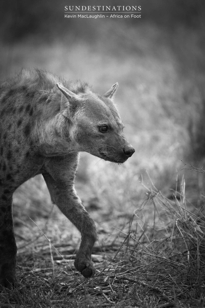 Hyena steps gingerly around a lion kill site
