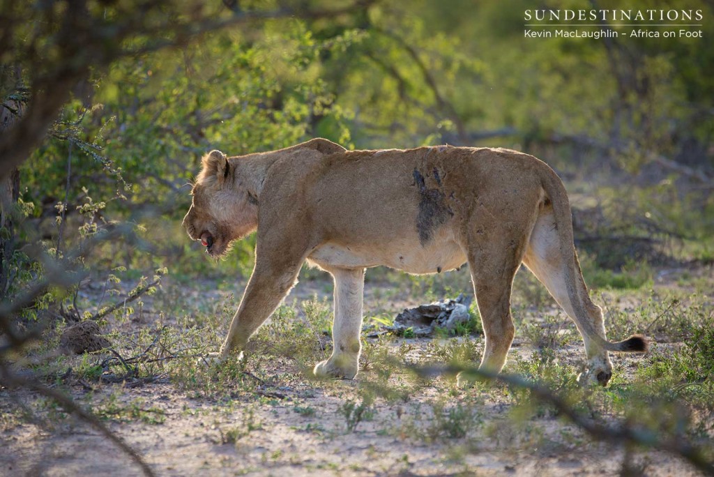 Injured lioness looks for shade
