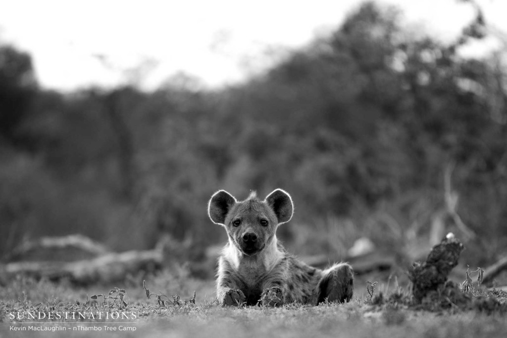 Hyena at eye level