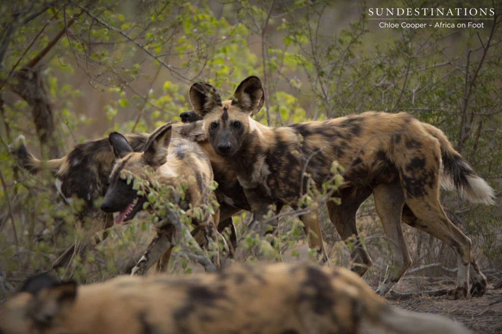 Pack of wild dogs on the move