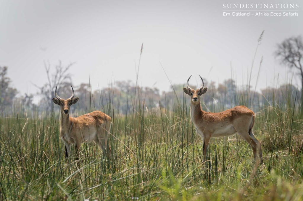 Red lechwe in the reeds