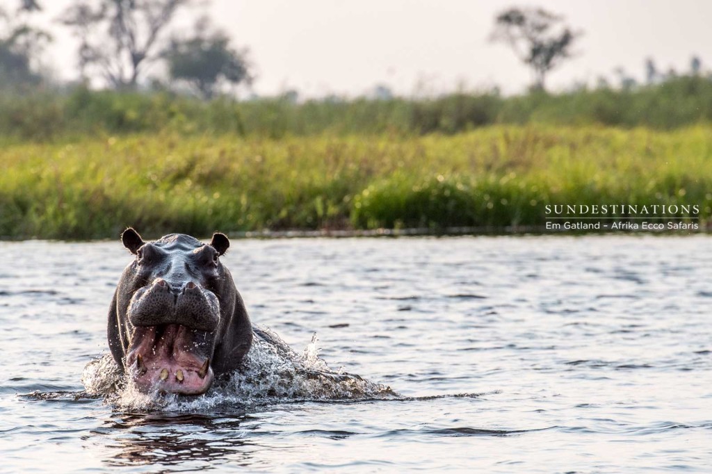 Territorial hippo charges out of the water