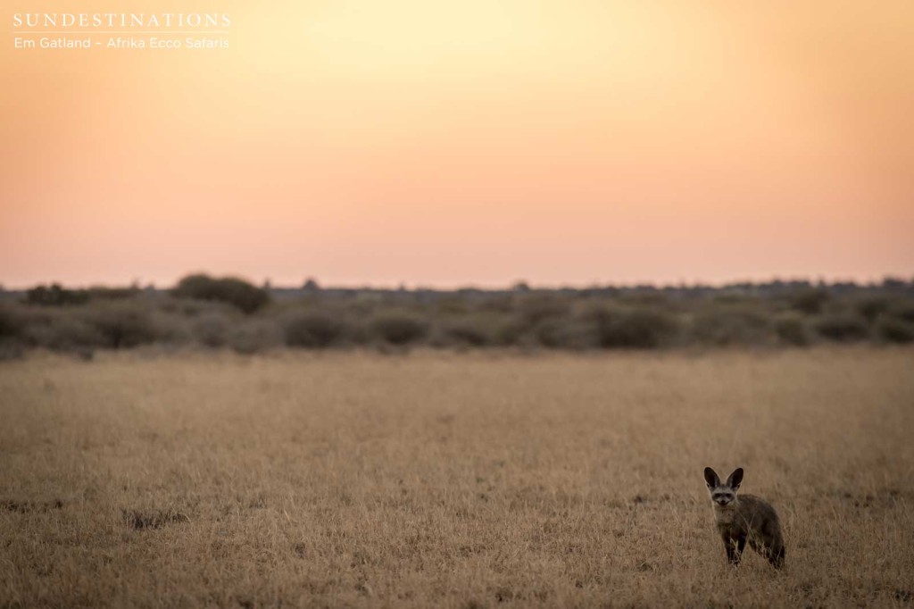 Bat-eared fox and the Kalahari sunset