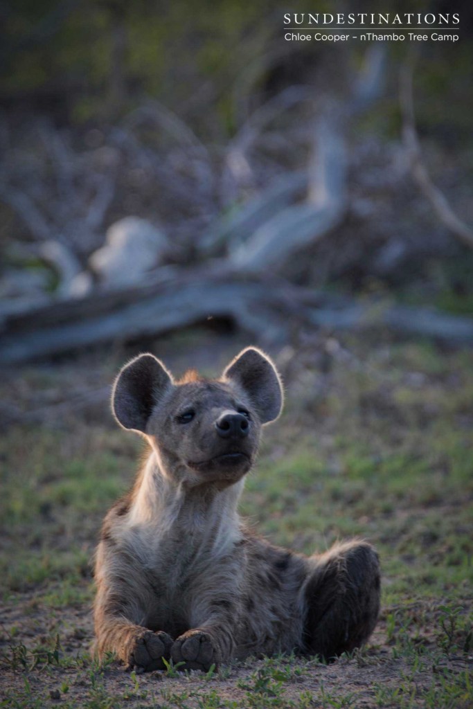Hyena sniffing the air