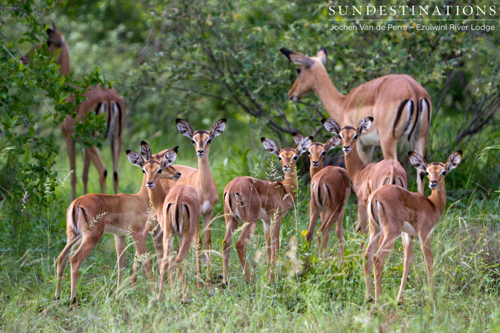 Nursery school for impala