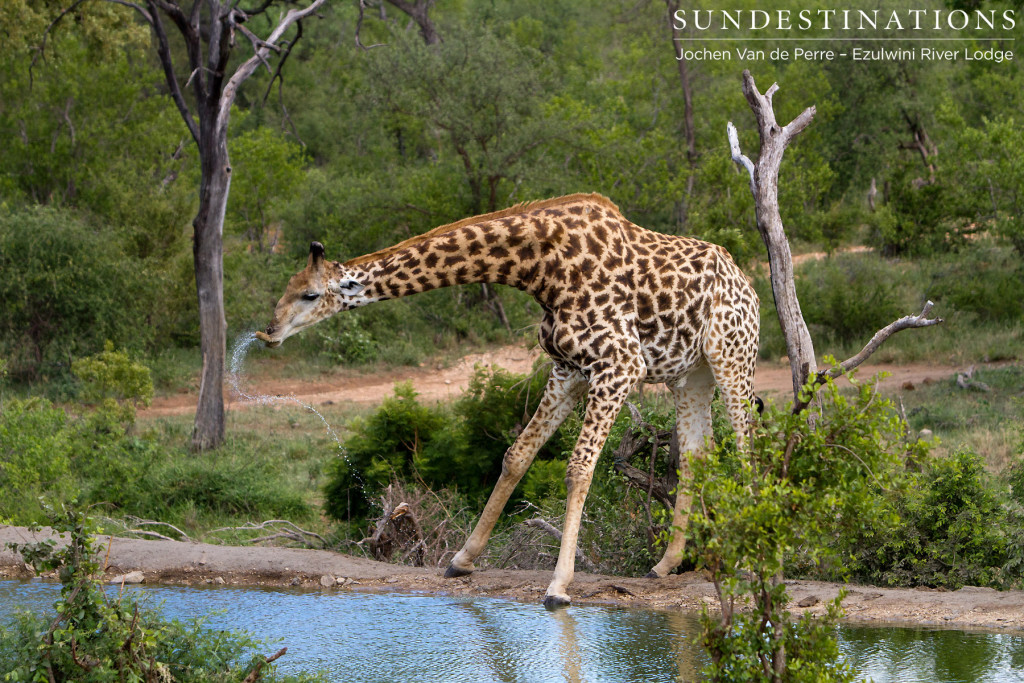 A vulnerable moment for a giraffe