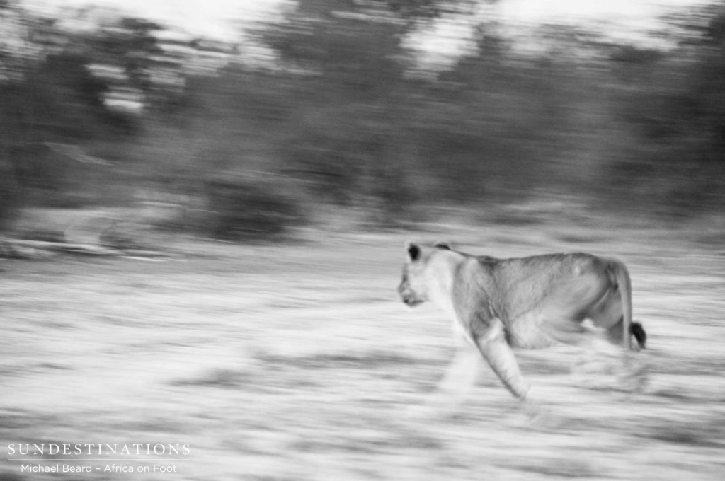 Lion charging in black and white