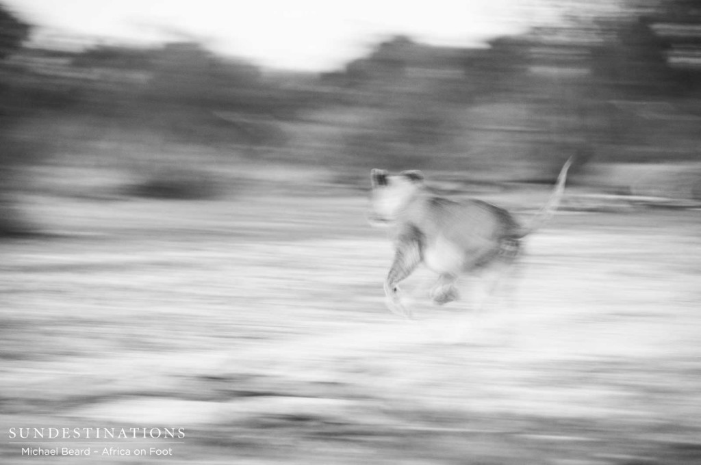 Lion taking chase in black and white