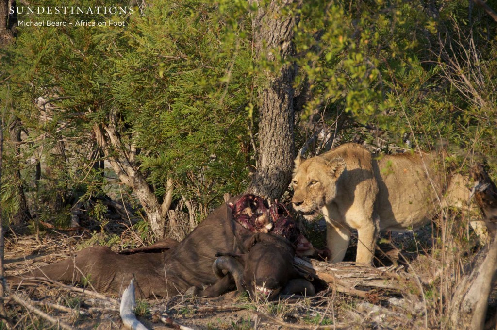 Lioness feasting on a buffalo