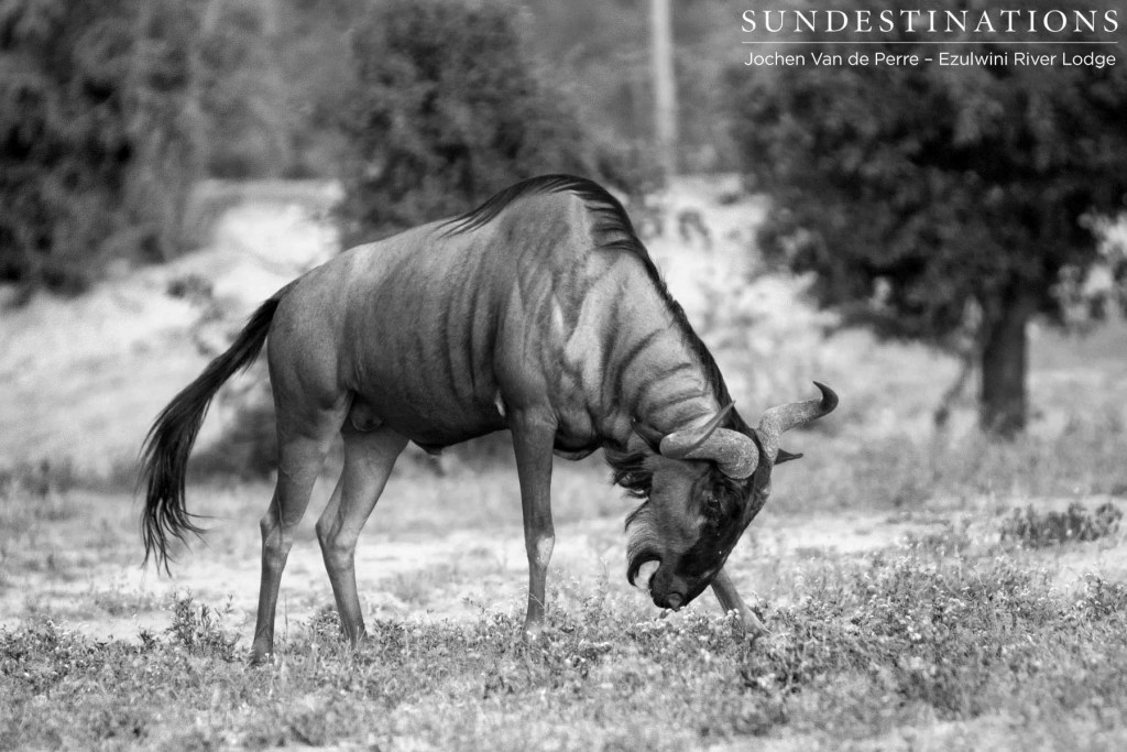 Blue wildebeest tosses its horns
