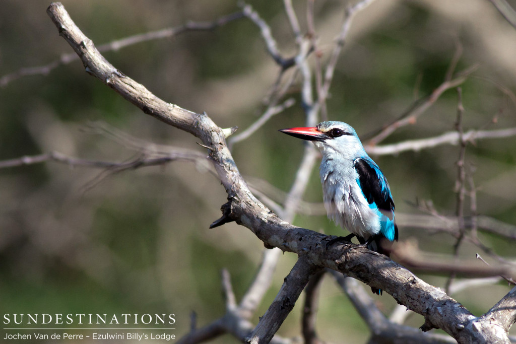Woodlands kingfisher rests between songs