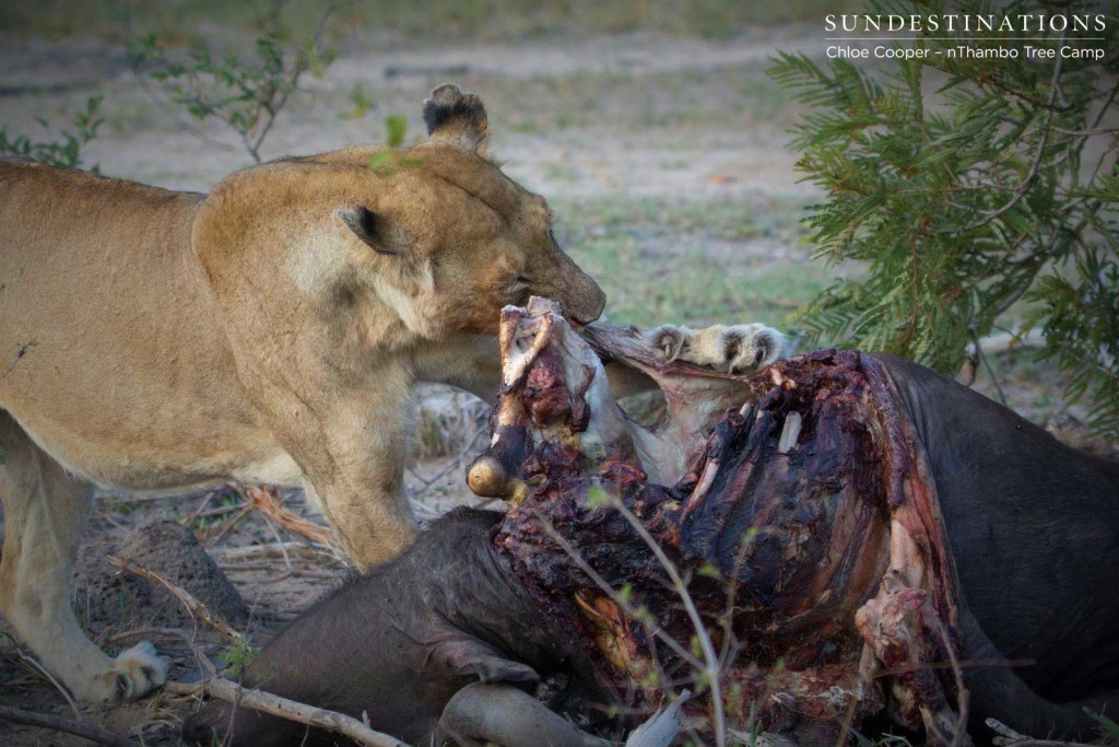 Lioness feeding on buffalo