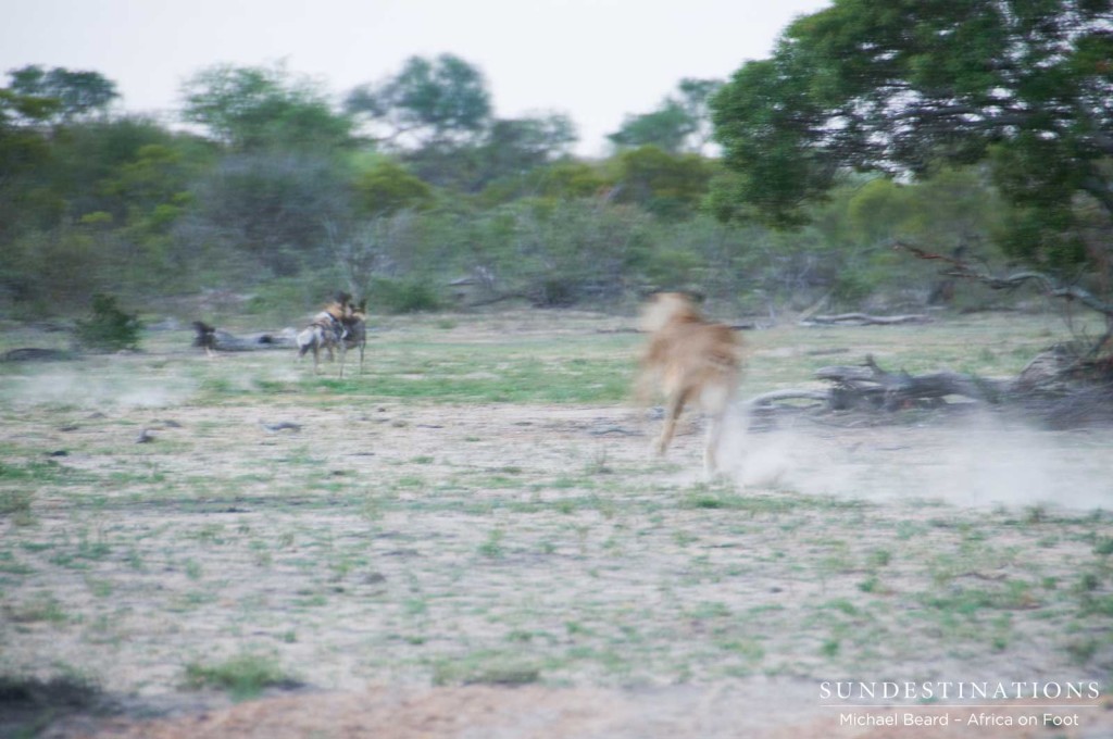 Lions chasing the wild dogs