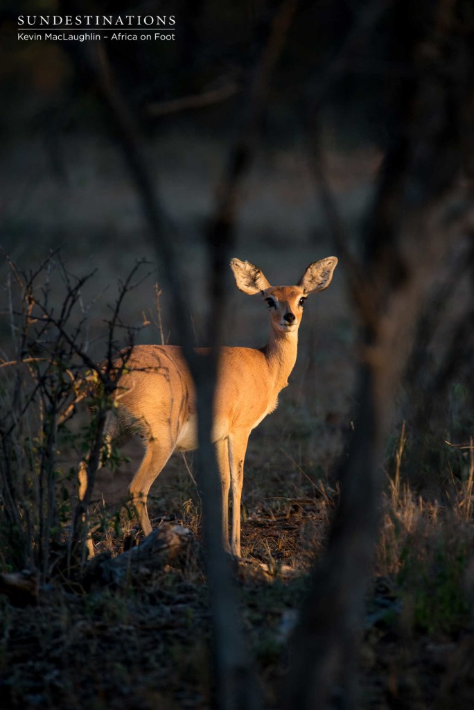 Steenbok in the early morning