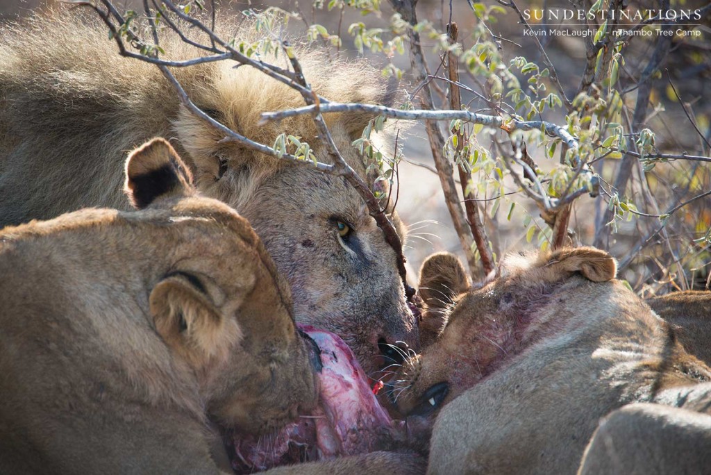 Up close shot of the Good and the Ross Pride on a warthog kill
