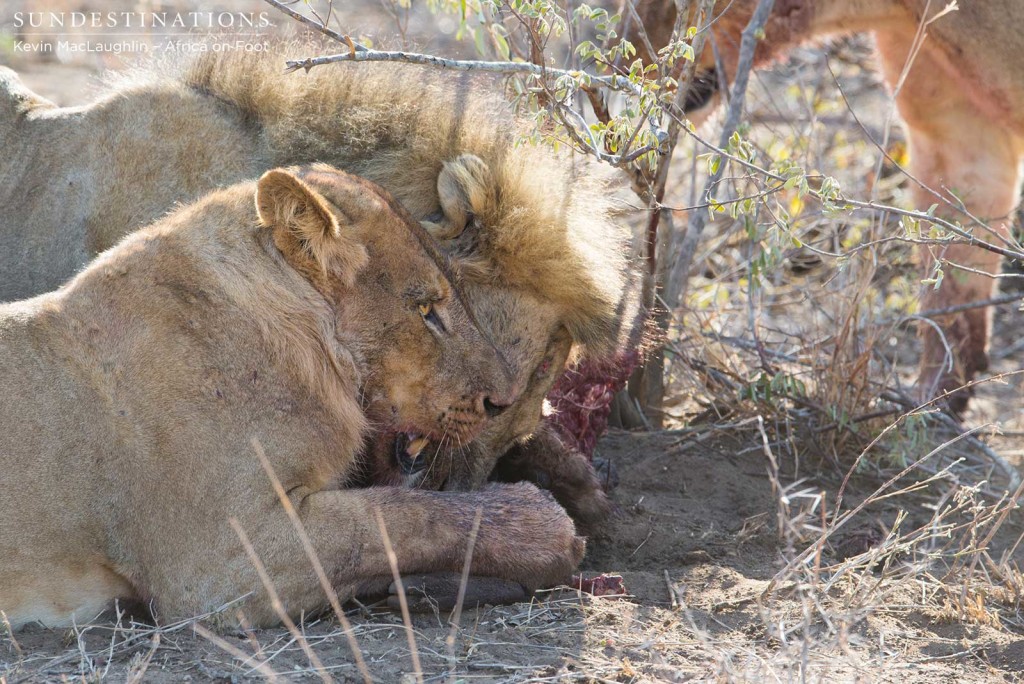 Young Ross Pride male fighting for his share of the kill alongside his father, the Good