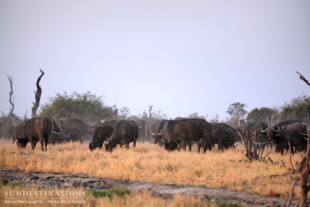 A herd of buffalo graze in the Savute Marsh