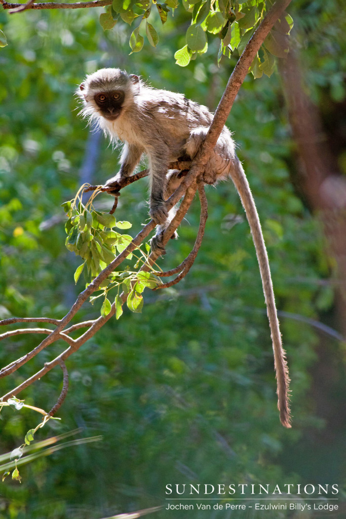 A young vervet monkey plays in the treetops above a bird bath that was being used as a swimming pool at Ezulwini
