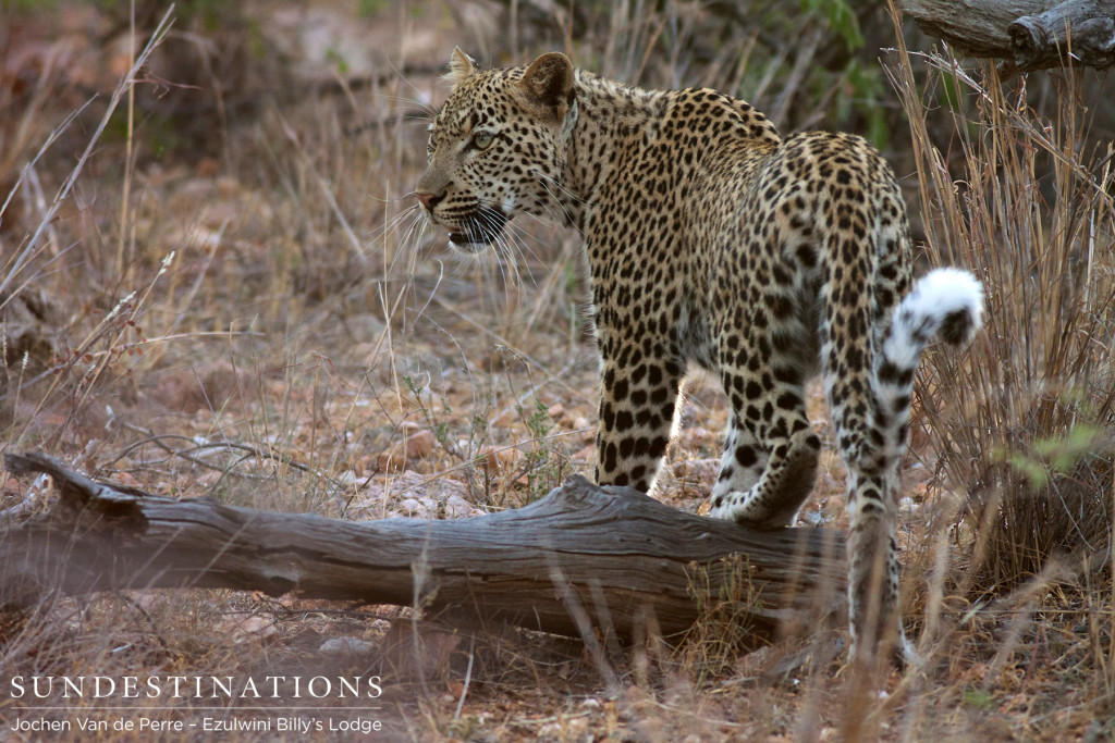 A young leopard manoeuvres elegantly over a fallen branch