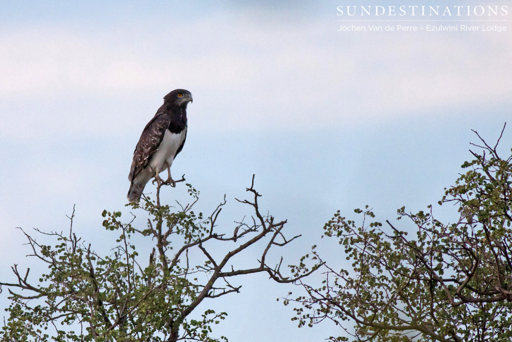 A black-chested snake eagle on the look out
