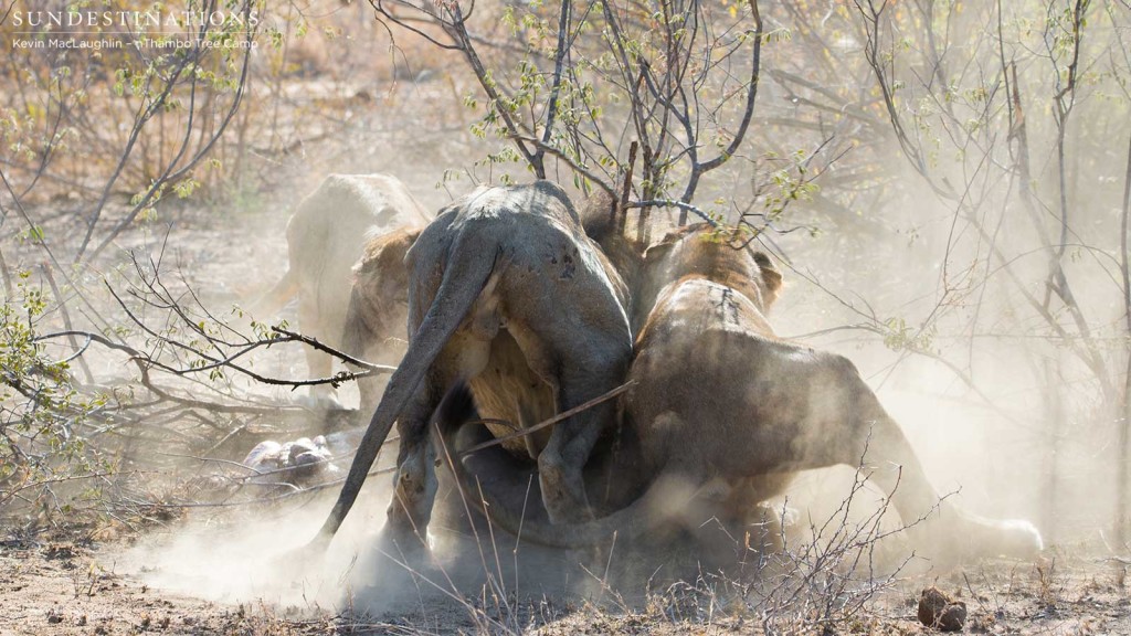Father and son fight over a meagre meal of warthog