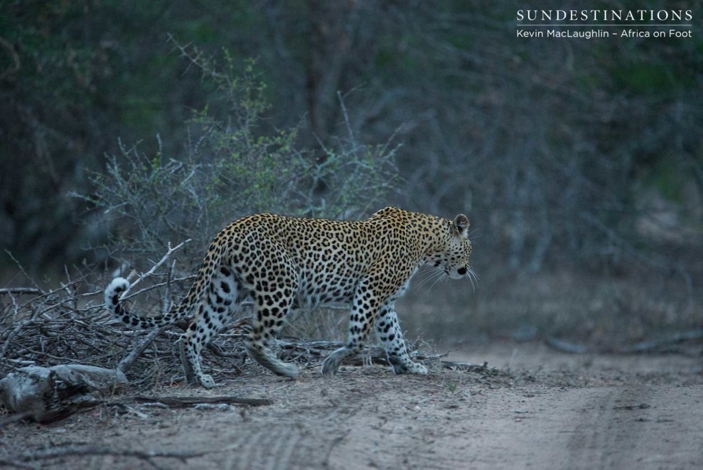 Ross Dam female leopard retreating after a drink at Buffel Dam