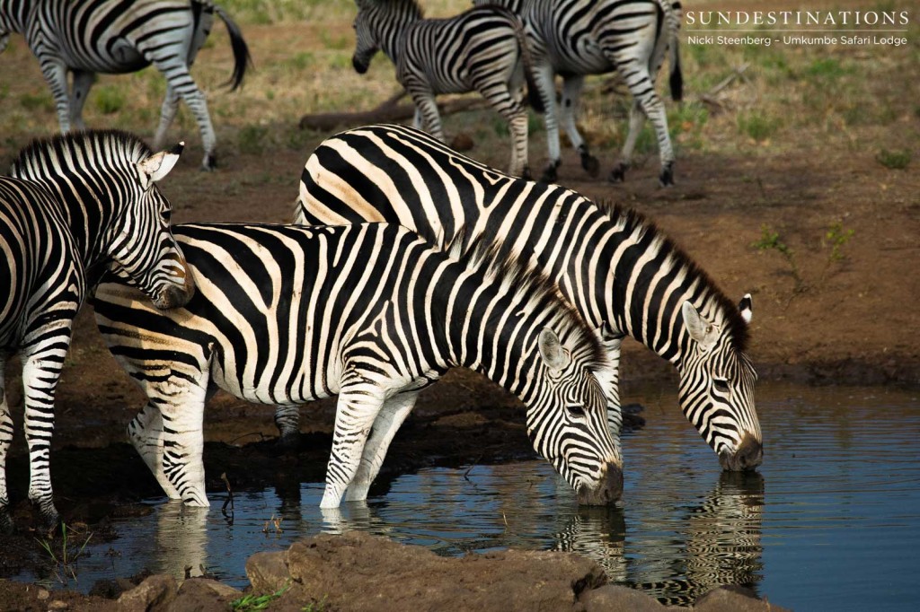 Striking zebra drink in unison at Umkumbe Safari LodgeStriking zebra drink in unison at Umkumbe Safari Lodge