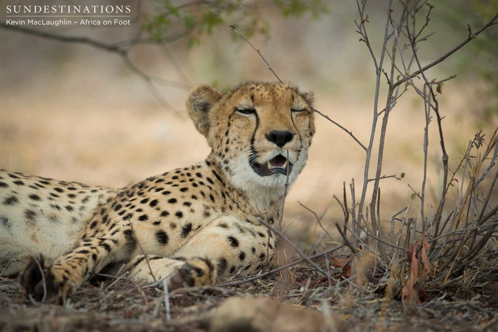 A winking cheetah. Spot the ant walking the plank above her head...