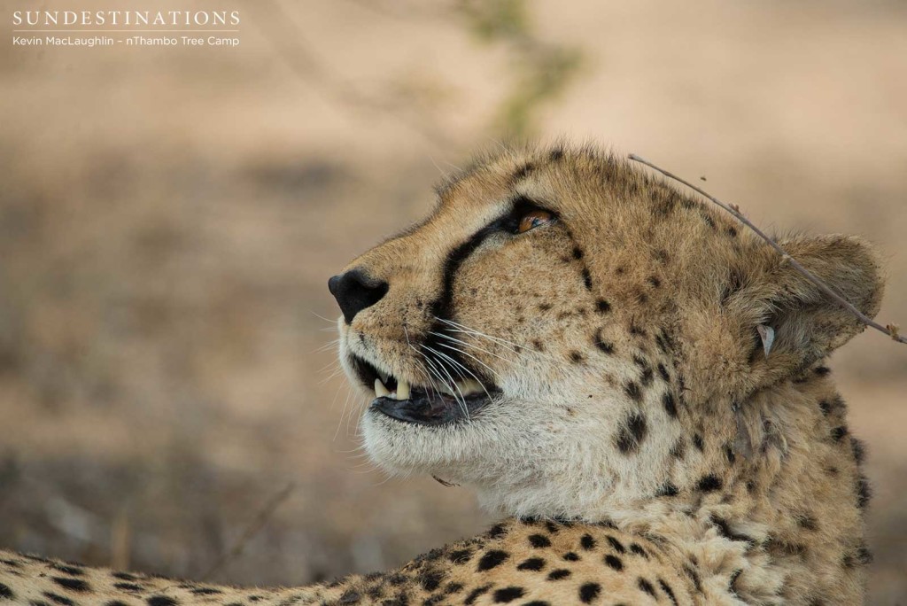 Getting acquainted with a very relaxed female cheetah