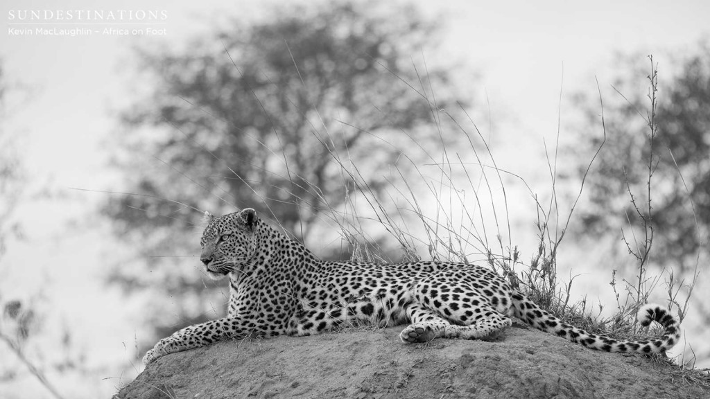 Elegant leopardess, Cleo, reclines on top of a termite mound