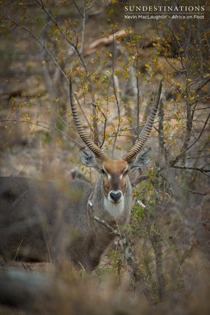 Spectscular male waterbuck blending in with the veld