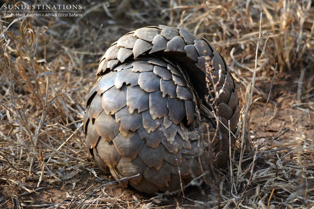 The unusual and fascinating pangolin curling up into a defensive ball
