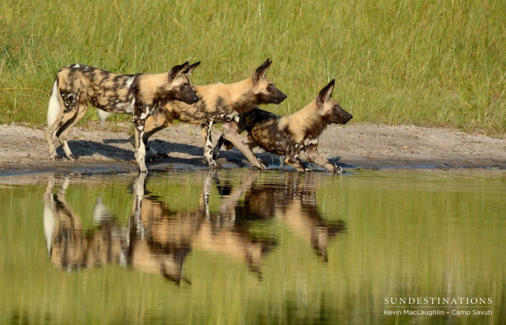 Three African wild dogs glance up at a buffalo over the flowing Savuti Channel