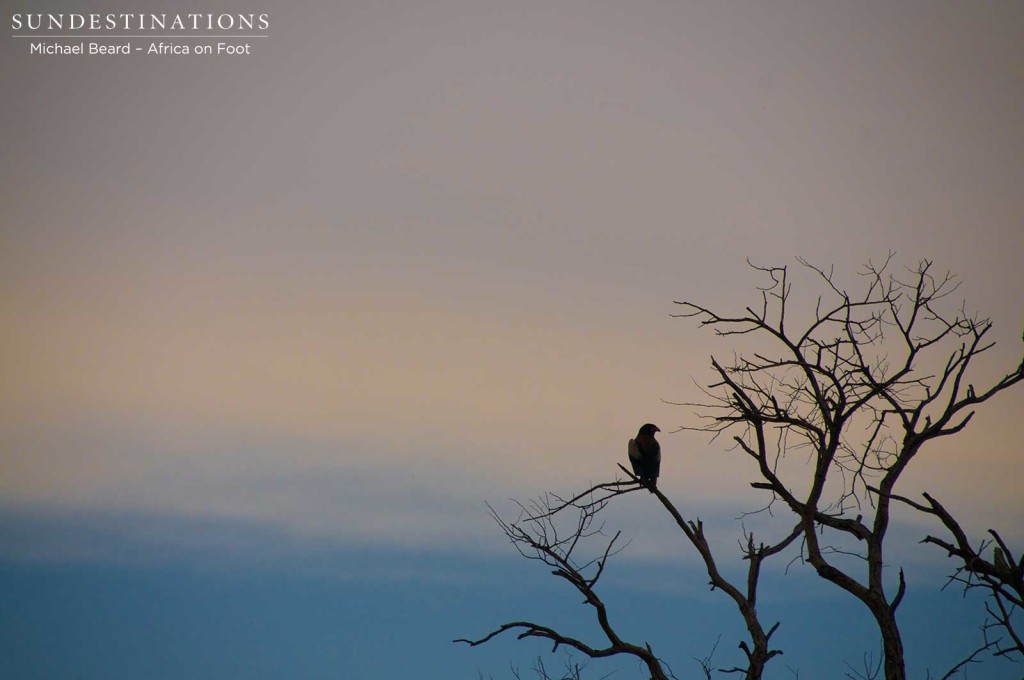 A bateleur eagle adds life to a leafless tree just as dusk turns the sky a peachy pink and creates a handsome silhouette. 