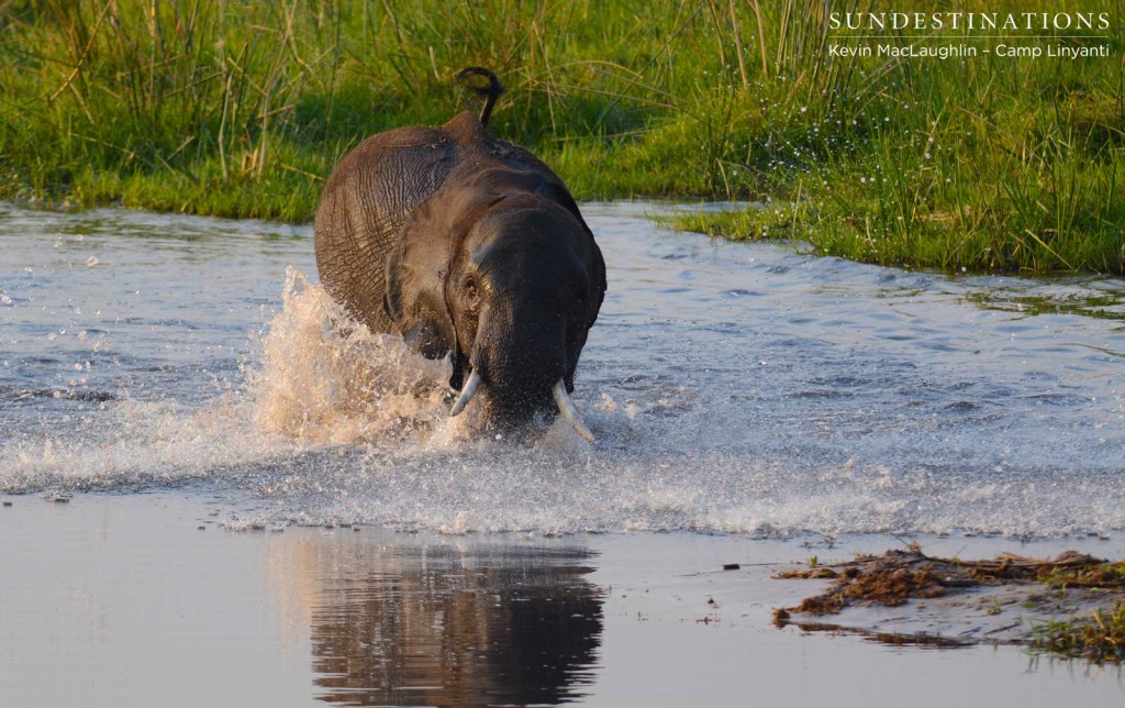 An elephant taking a dive in the swamps as an underwater ditch trips him up