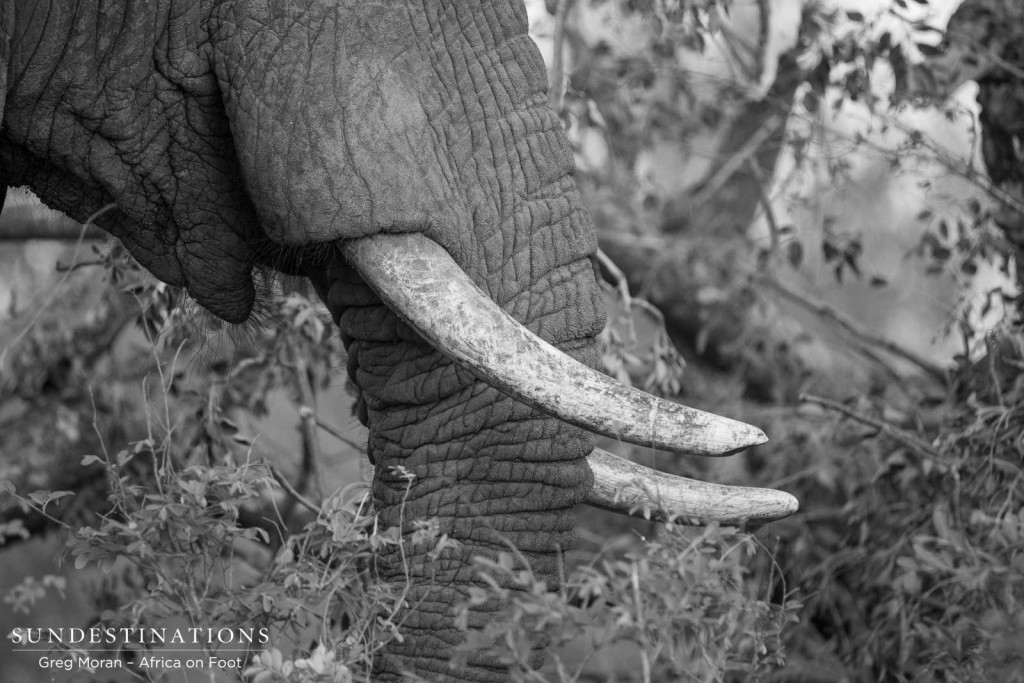 Elephants emerge out of the thicket now that there is ample water feeding the Klaserie, and this individual gave us the opportunity to analyse him in detail.
