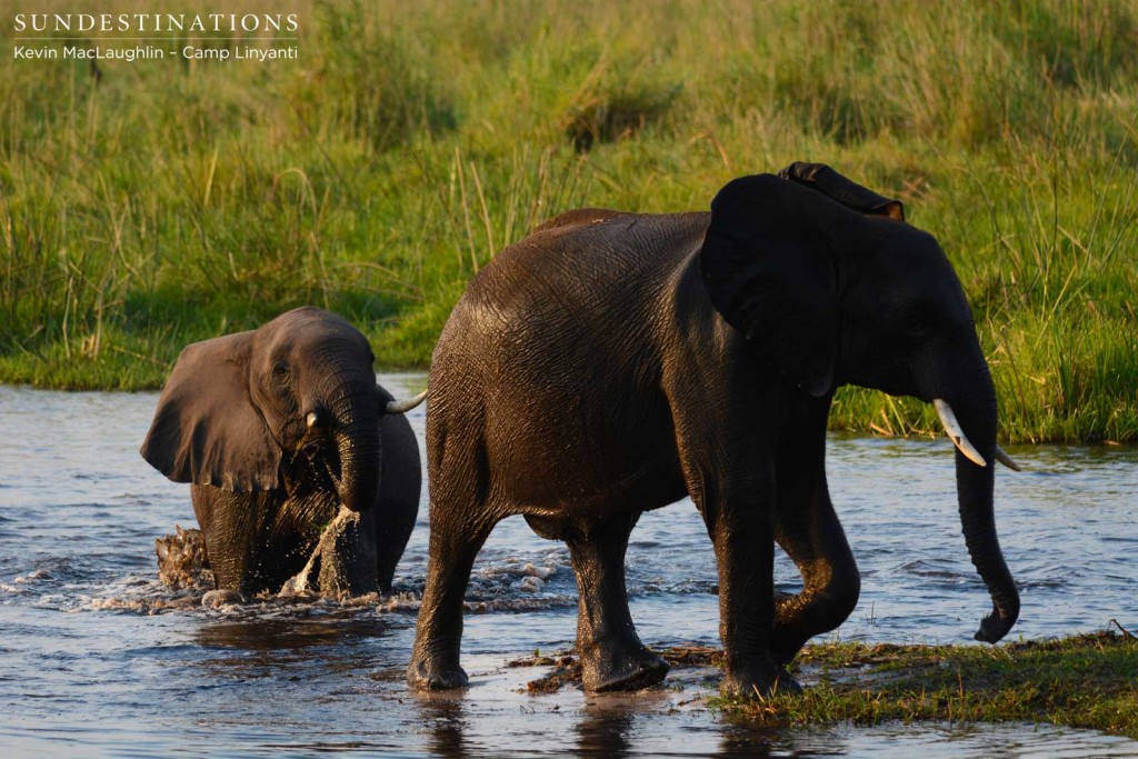 Elephants crossing the Linyanti swamps in front of Camp Linyanti