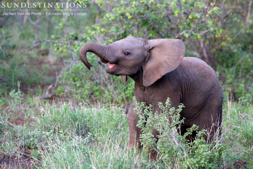 A baby elephant can't suppress its joy as it experiences the first real rains of its young life. 