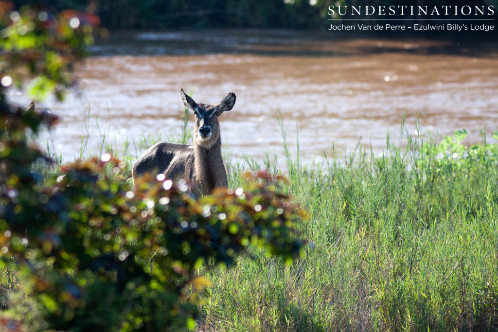 A female waterbuck glances up from her feast as the Olifants River rushes powerfully behind her. 