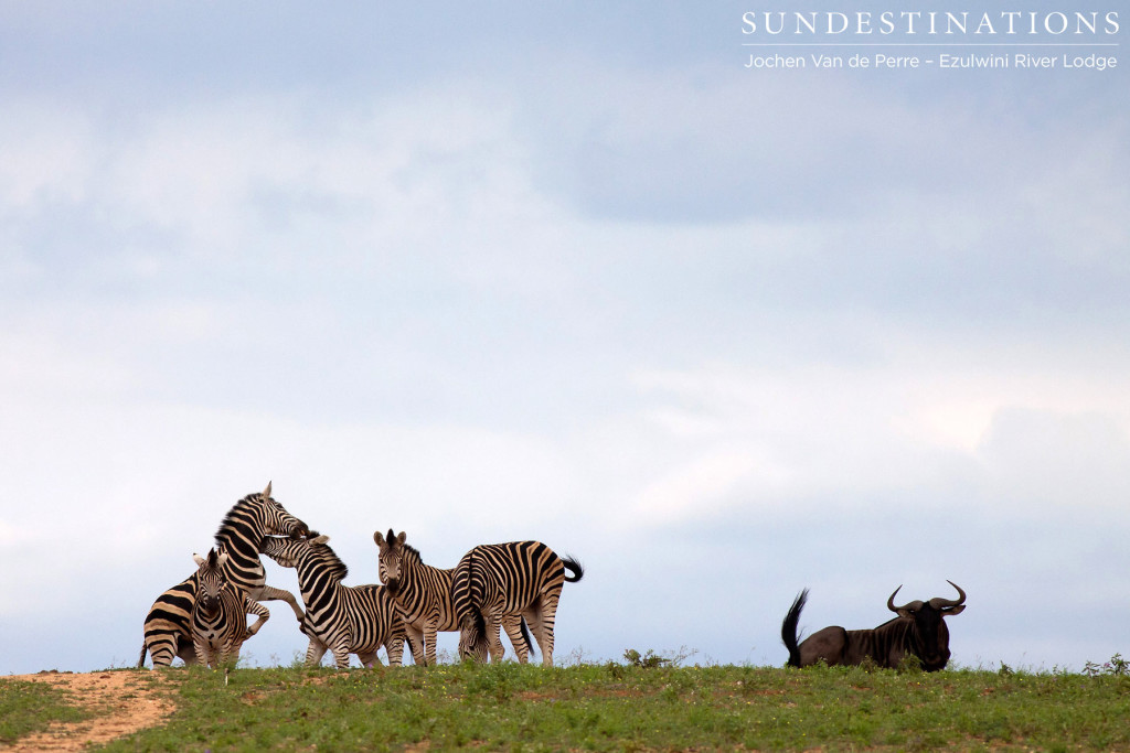The ever sociable zebra and wildebeest are seen together 9 times out of 10. This individual looked a little like an outcast, while the zebras engaged in some rough play.