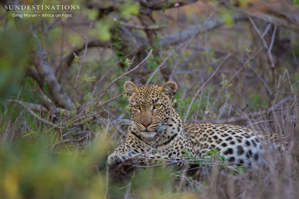 Marula Mafasi gazes coyly at us as we watch her relax after feasting on a kill.