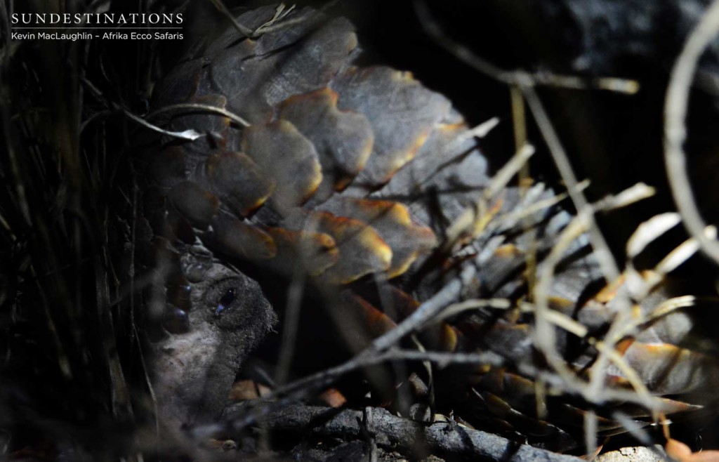 The shy face of the tragically trafficked pangolin