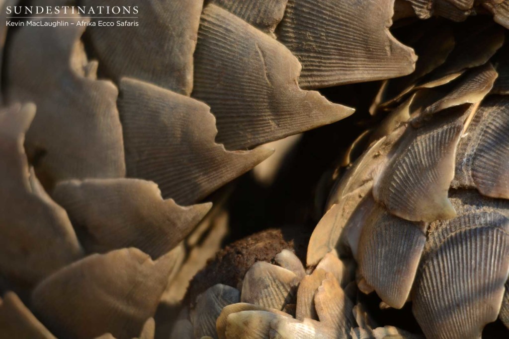 Precious pangolin scales harvested beyond measure for false medicinal value. These scales are nothing more than keratin.